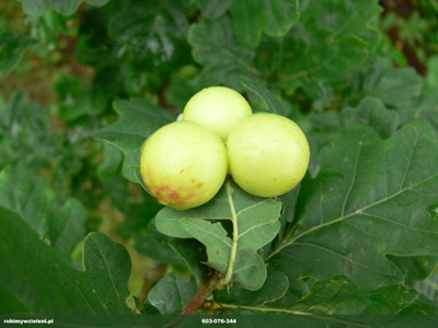 BLONKOWKI PATOGENICZNE GALASY 